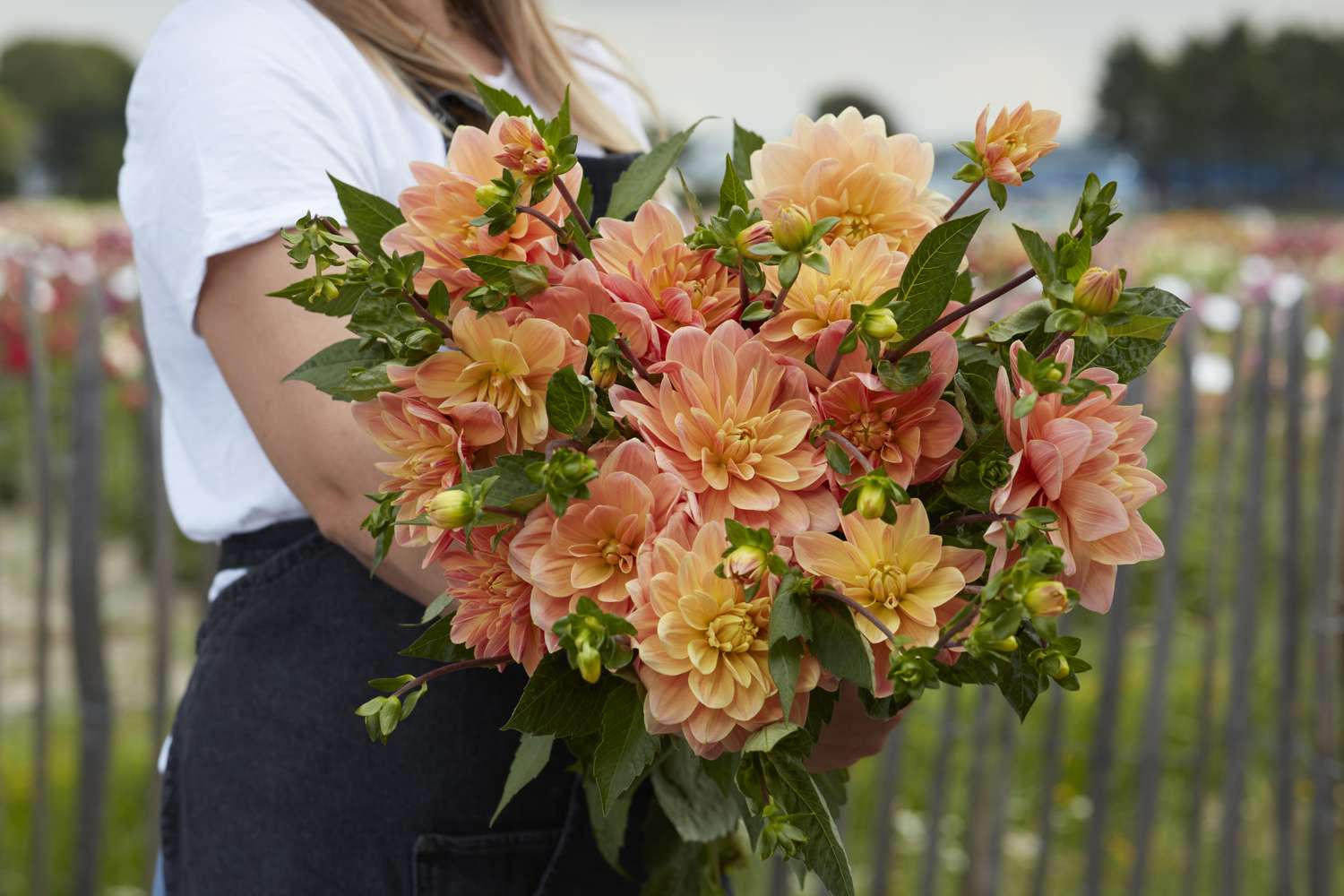 Dahlia 'Mister Frans'